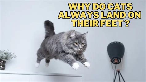 How Do I Share a YouTube Video: And Why Do Cats Always Sit on Your Keyboard When You're Busy?