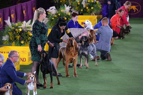 What Time is Dog Show on Thanksgiving: A Culinary and Canine Conundrum